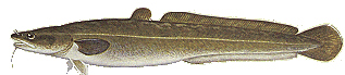 burbot
